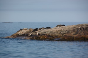 zeehonden aan het uitrusten | Kejimkujik National Park